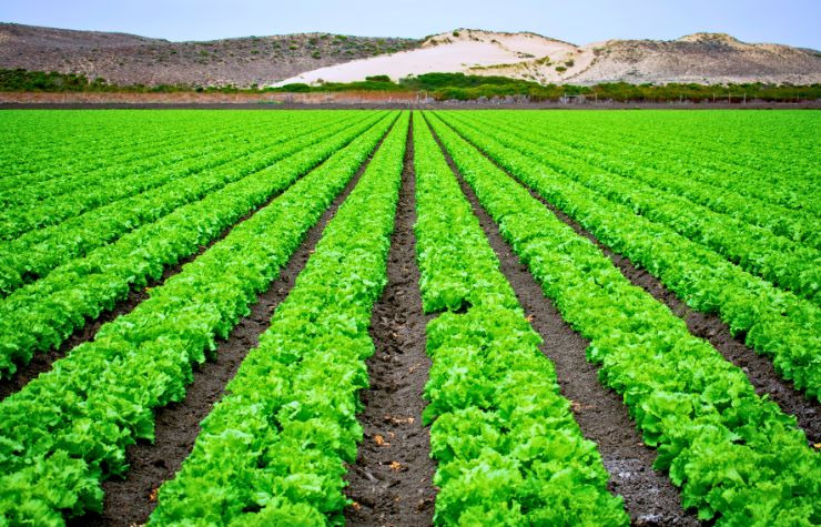 Optimización de Servicios del Agro y Agroindustria